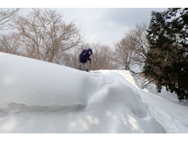 【京都・滋賀県境】雪山登頂初挑戦　関西の秘境！芦生・三国峠登頂スノーハイク（シチューランチ付！）の紹介画像