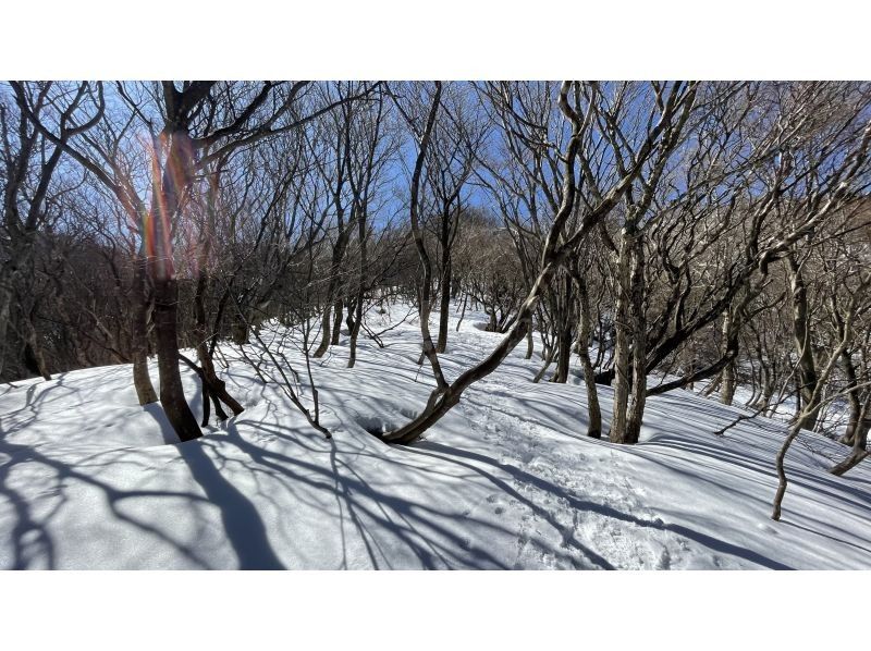 [京都]对于经验丰富的用户 京都府最高峰美奈子山（京都北山）雪鞋行走（附有热汤午餐！）の紹介画像