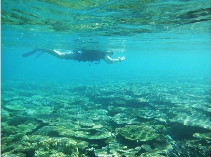 [ โอกินาว่า ทางตอนเหนือของ Kunigamison] ระบุไว้ใน Yanbaru อุทยานแห่งชาติ โอกินาว่า ในภาคเหนือ พายเรือคายัก(Sea Kayaking) และ การดำน้ำตื้น(Snorkeling) !の紹介画像