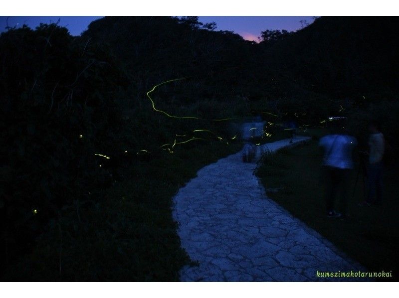 【Okinawa · Kumejima】 Let's go see valuable fireflies! [Kumesima firefly observation society]の紹介画像