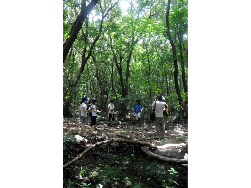【沖縄・久米島】人と自然のつながる森を歩く！「ラムサールの森散策」の紹介画像