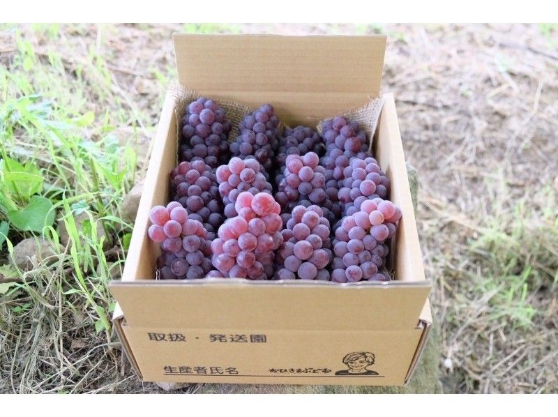 【Yamanashi · Norishige】 Peach, cultivation experience of grapes ☆ Souvenirs with wine!の紹介画像