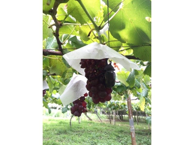 【山梨・韮崎】桃、ぶどうの栽培体験☆おみやげにワイン付き！の紹介画像