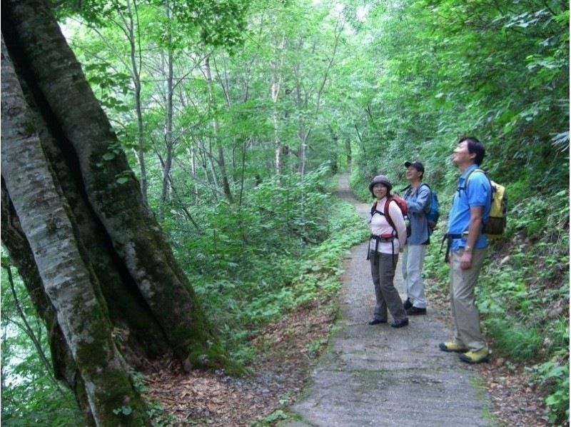 [長野/大町市自然漫步/自然觀察]黑部水壩和森林之旅（4小時）12歲〜當地優惠券可用計劃の紹介画像