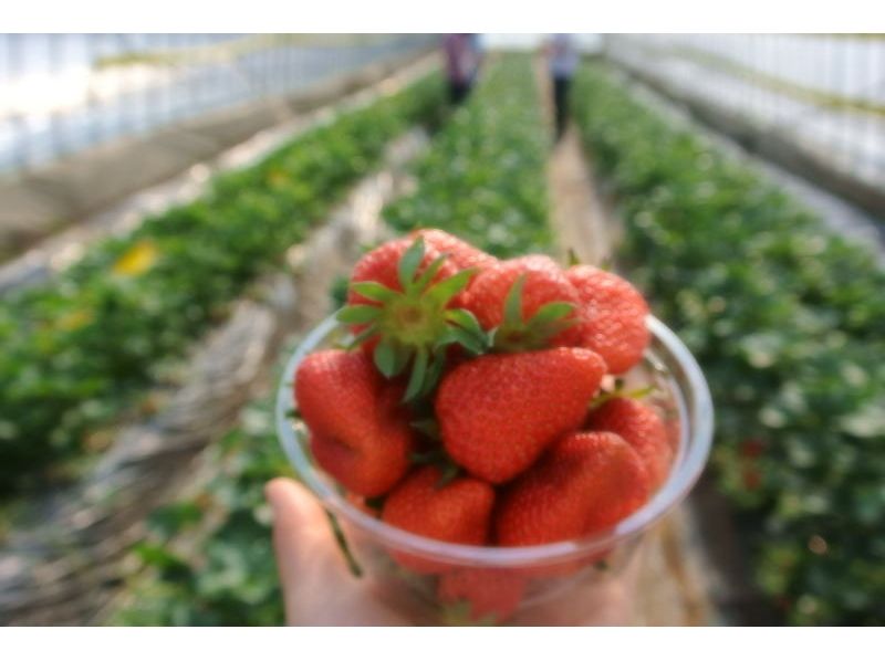 [福島，二本松市]旋鈕草莓草莓與飯糰製作！隨著有機蔬菜午餐の紹介画像