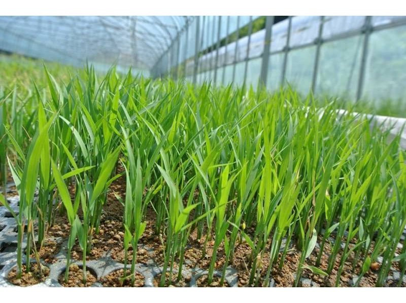 【Fukushima / Ninomatsu City】 Agricultural experience connected with nature! (Rice Planting)の紹介画像