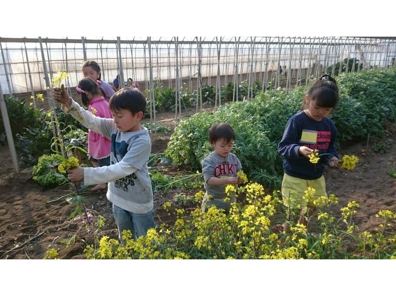 【Chiba · Noda City】 Seasonal vegetable harvest experience in our fields (vegetables change according to the season)の紹介画像