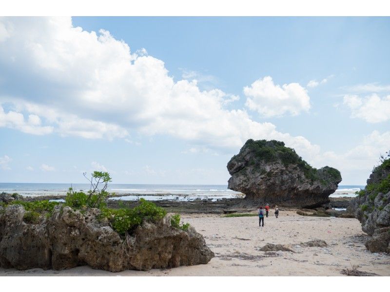 【パワースポット】ホロホローの森ツアー～蝶が舞い、鳥がさえずるマイナスイオンたっぷりの癒しの森の紹介画像