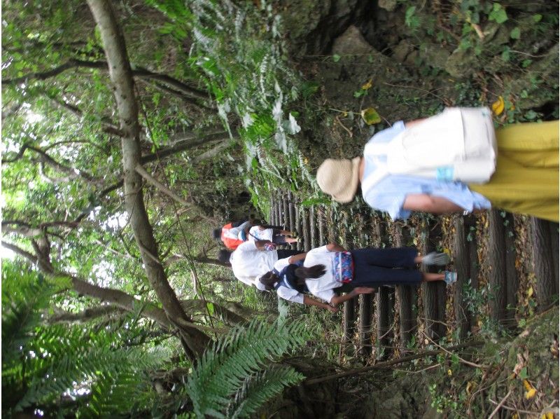 Okinawa Jungle Experience [Subtropical Forest of Horohoro] 90 minutes guided tour! A walking course from the forest to the sea. Safe course recommended for small groups and familiesの紹介画像