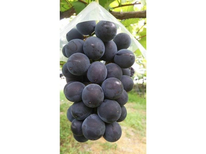 【Yamagata / Nanyo City】 Grape picking & grape parfaying plansの紹介画像