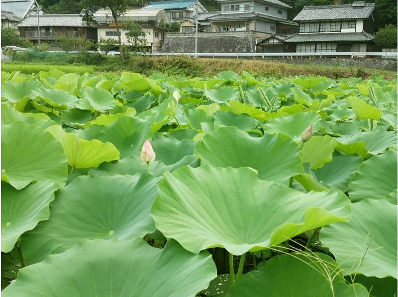 【奈良・山辺郡】宝探しのように楽しむ★今日はれんこんホリデ～！の紹介画像