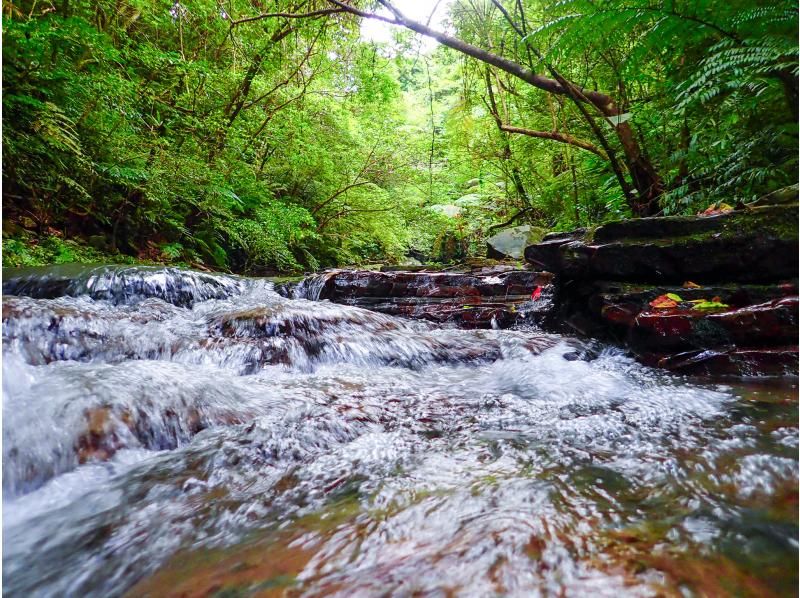 [沖繩 Yanbaru] Unexploded Yanbaru 淋浴攀登 & 溪降 Zip slide & natural water slider (with photo and video shooting service)の紹介画像