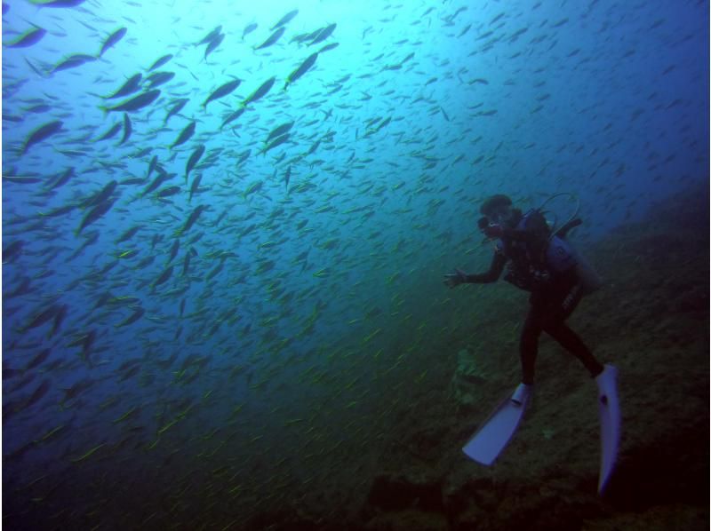 PADI金卡獲得課程開放水域潛水員の紹介画像