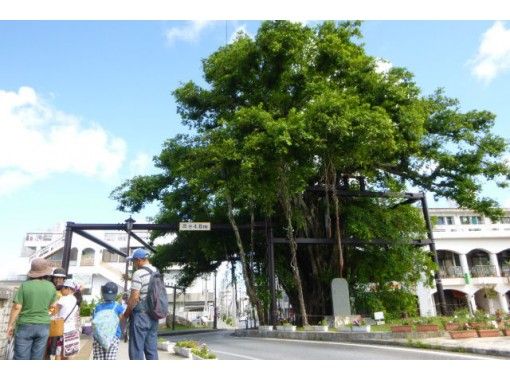沖縄 名護 観光ガイドツアー ひんぷんガジュマル パワースポットめぐりコース 2名様より予約可 アクティビティジャパン 沖縄 名護 観光ガイドツアー ひんぷんガジュマル パワースポットめぐりコース 2名様より予約可 アクティビティジャパン