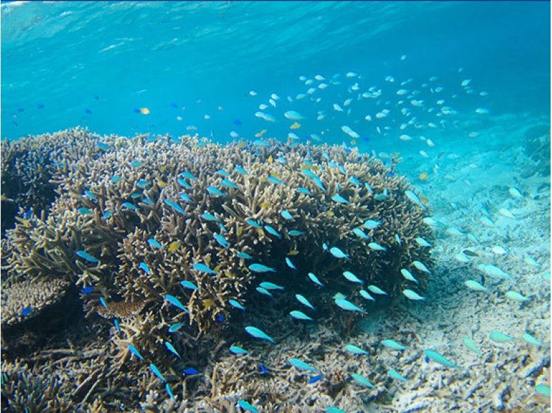 [โอกินาว่า อิชิงากิ] เชื่อมโยงไปถึงเกาะผี + ดำน้ำดูปะการังเต่าทะเล (หลักสูตรครึ่งวัน)の紹介画像