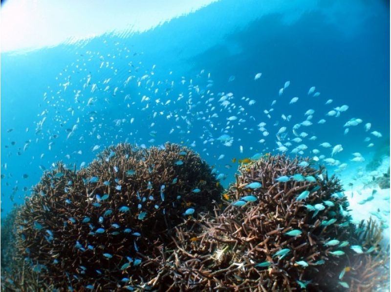 [冲绳·石垣岛】家庭欢迎！美丽的珊瑚浮潜（半天课程）の紹介画像