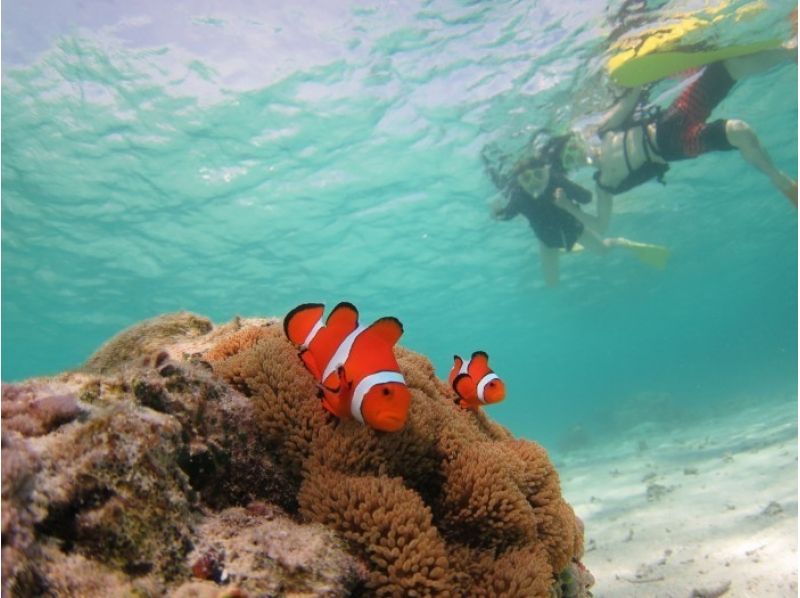 [冲绳·石垣岛】家庭欢迎！美丽的珊瑚浮潜（半天课程）の紹介画像