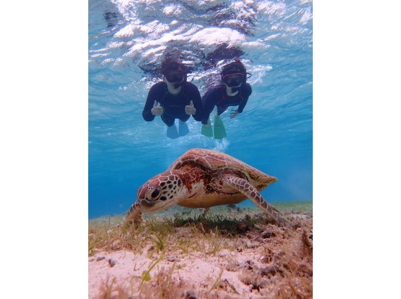 [Okinawa/Miyakojima] 16th Anniversary Thanksgiving! Limited to 3 groups per day! Snorkeling with wild sea turtles & 3 types of screaming marine at Maehama Beach!の紹介画像