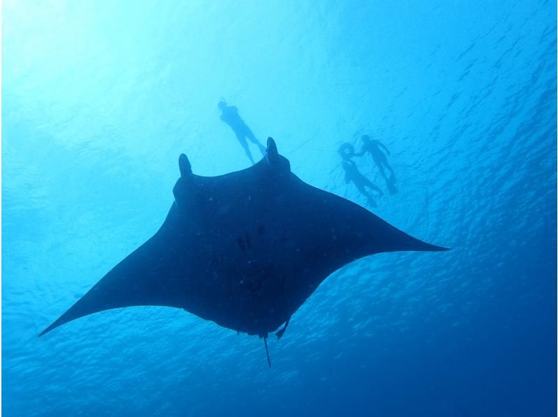 [Okinawa ・ Ishigaki island] Go to the longed-for Manta Point! (Experience Diving&Snorkeling plan〕