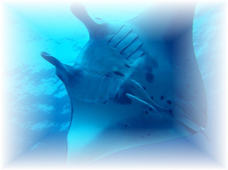 [Okinawa ・ Ishigaki island] Go to the longed-for Manta Point! (Experience Diving&Snorkeling plan〕