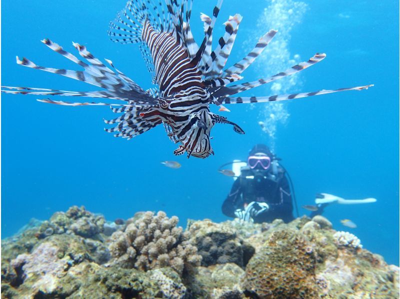 【石垣島。川平・2dive】憧れのマンタポイントへGO！〔ファンダイビングプラン〕の紹介画像