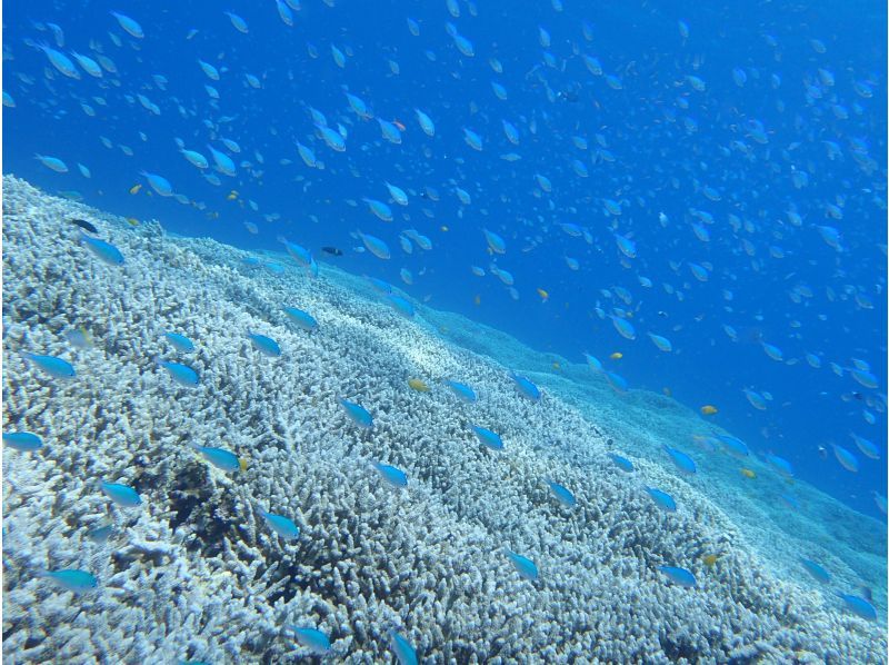 【石垣島。川平・2dive】憧れのマンタポイントへGO！〔ファンダイビングプラン〕の紹介画像
