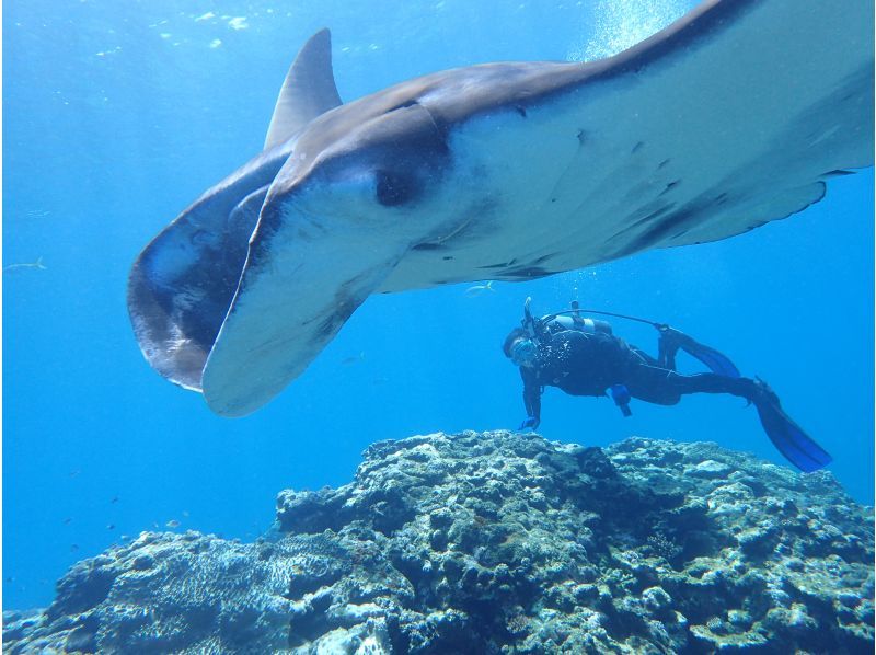 【石垣島。川平・2dive】憧れのマンタポイントへGO！〔ファンダイビングプラン〕の紹介画像