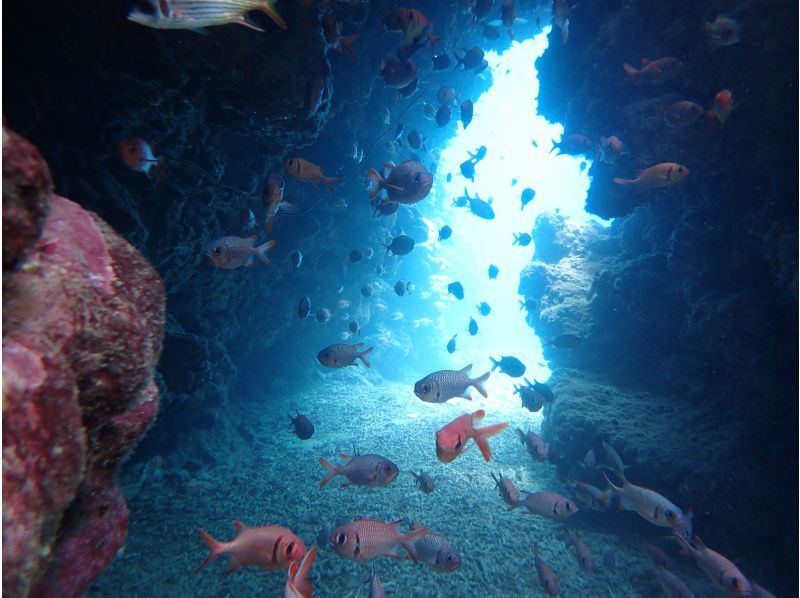 【石垣島。川平・2dive】憧れのマンタポイントへGO！〔ファンダイビングプラン〕の紹介画像