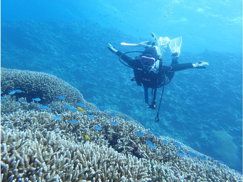 【石垣島。川平・2dive】憧れのマンタポイントへGO！〔ファンダイビングプラン〕の紹介画像