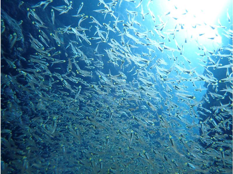 【石垣島。川平・2dive】憧れのマンタポイントへGO！〔ファンダイビングプラン〕の紹介画像