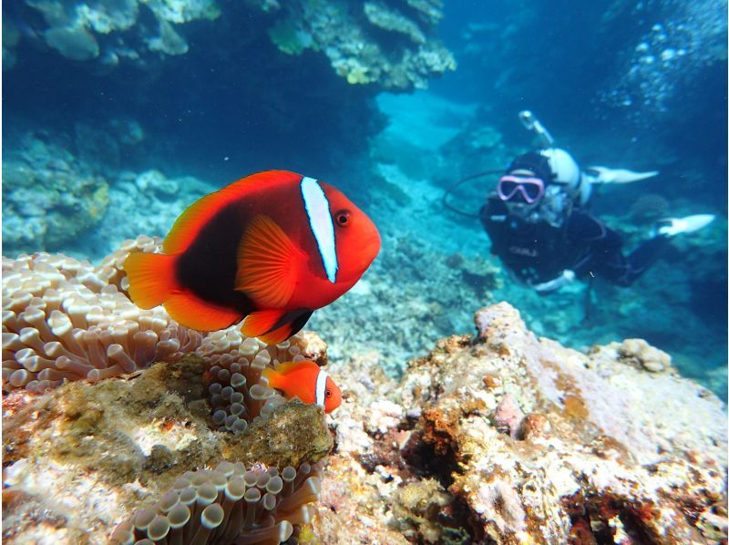 【石垣島。川平・2dive】憧れのマンタポイントへGO！〔ファンダイビングプラン〕の紹介画像