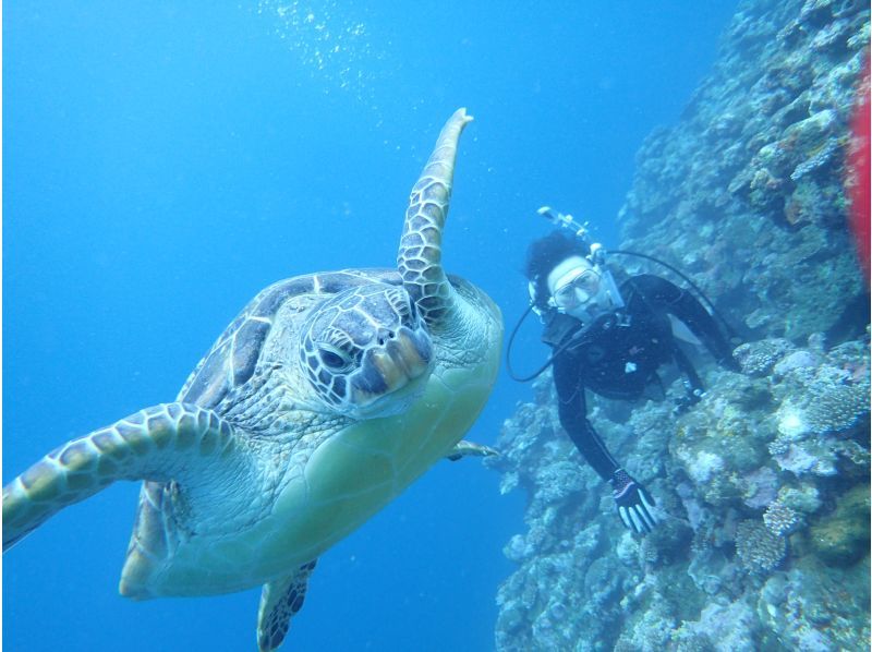 【石垣島。川平・2dive】憧れのマンタポイントへGO！〔ファンダイビングプラン〕の紹介画像
