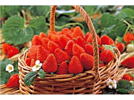 群馬 沼田 赤く可愛いいイチゴ食べ放題 大人から子供まで楽楽いちご狩り 12月から6月まで楽しめます アクティビティジャパン