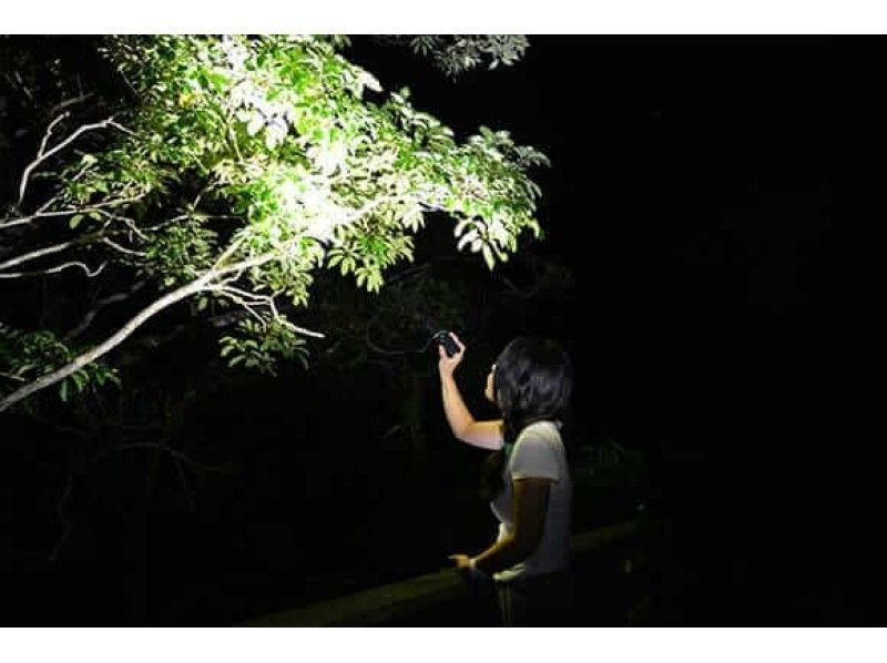 [Northern Okinawa] A treasure trove of rare creatures! World Heritage Yanbaru Private Night Tour! Everyone from children to adults can enjoy it♪の紹介画像