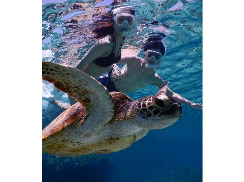 [宮古島]☆遭遇率100％☆與海龜一起游泳的浮潛之旅＠免費租借浴巾！の紹介画像