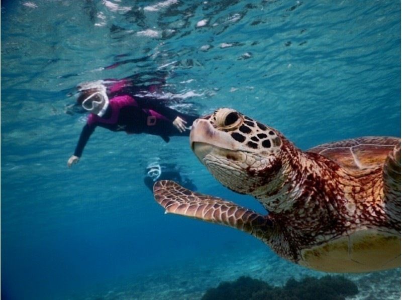[Miyakojima] ☆ Encounter rate 100% ☆ Snorkeling tour to swim with sea turtle ＠ Bath towel free rental!の紹介画像