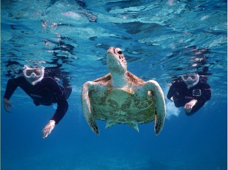 [宫古岛]★遭遇率100％★海龟和珊瑚浮潜之旅＠浴巾免费出租！の紹介画像