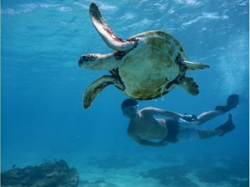 [Miyakojima] ★ Encounter rate 100% ★ Both sea turtle and coral Snorkeling tour ＠ Bath towel free rental!の紹介画像