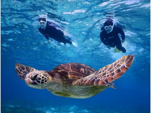 宮古島 地域共通クーポンok 遭遇率１００ ウミガメと珊瑚とニモもどっちもシュノーケリング 写真 バスタオル付 アクティビティジャパン