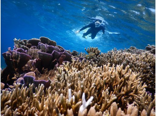 宮古島 地域共通クーポンok 遭遇率１００ ウミガメと珊瑚とニモもどっちもシュノーケリング 写真 バスタオル付 アクティビティジャパン