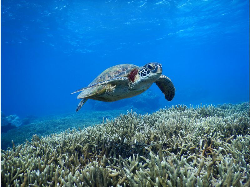 [Miyakojima] Encounter rate 100%★ Both sea turtle and coral Snorkeling tour ＠ Bath towel free rental