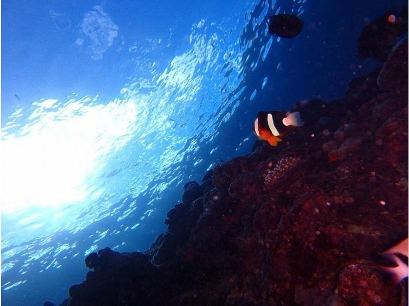[沖縄洞穴和經驗，和藍色深潛] 1套包車評論滿意度1號“毛巾免息貸款”的最高品質的照片動畫與自由の紹介画像