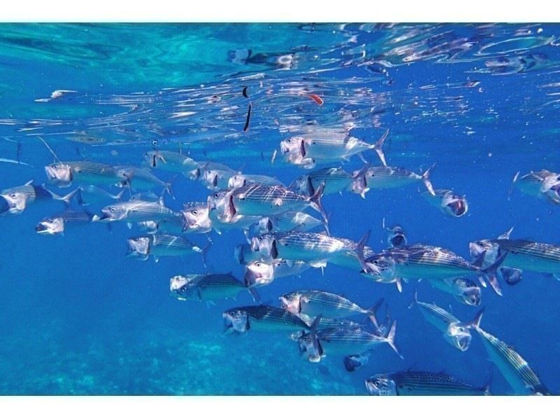 3名以上参加でInsta360無料☆当日予約大歓迎❤️2歳から【恩納・楽々ボート青の洞窟・1組専属シュノーケリング】魚餌付無料☆5名からお得の紹介画像