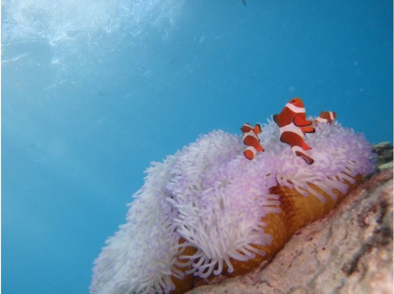 3名以上参加でInsta360無料☆当日予約大歓迎❤️2歳から【恩納・楽々ボート青の洞窟・1組専属シュノーケリング】魚餌付無料☆5名からお得の紹介画像