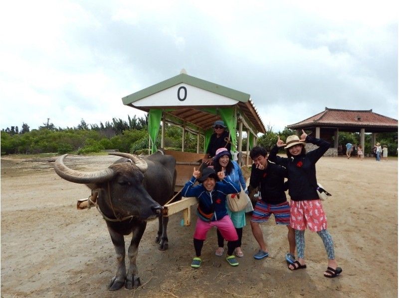 [沖縄·Ishigaki]紅樹林獨木舟和Pinaisara瀑布和Yufu島水牛車旅遊の紹介画像