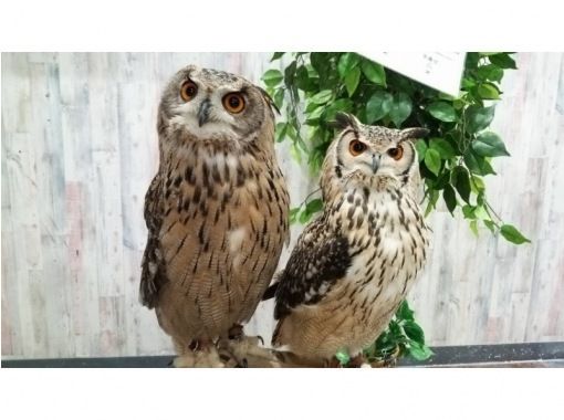 関東の動物カフェの予約 日本旅行 オプショナルツアー アクティビティ 遊びの体験予約 関東の動物カフェの予約 日本旅行 オプショナルツアー アクティビティ 遊びの体験予約