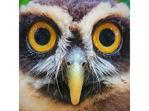 東京 池袋動物ふれあい体験 フクロウカフェ池袋 ハリネズミとのふれあいをお得に同時体験 土日祝コース 90分 池袋駅西口より徒歩3分 アクティビティジャパン 東京 池袋動物ふれあい体験 フクロウカフェ池袋 ハリネズミとのふれあいをお得に同時体験 土日祝コース 90分 池袋駅西口より徒歩3分 アクティビティジャパン