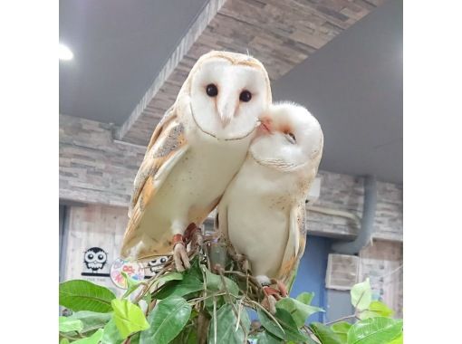 東京 池袋動物ふれあい体験 東京フクロウカフェ ハリネズミとのふれあいをお得に同時体験 土日祝コース 90分 池袋駅西口より徒歩3分 アクティビティジャパン