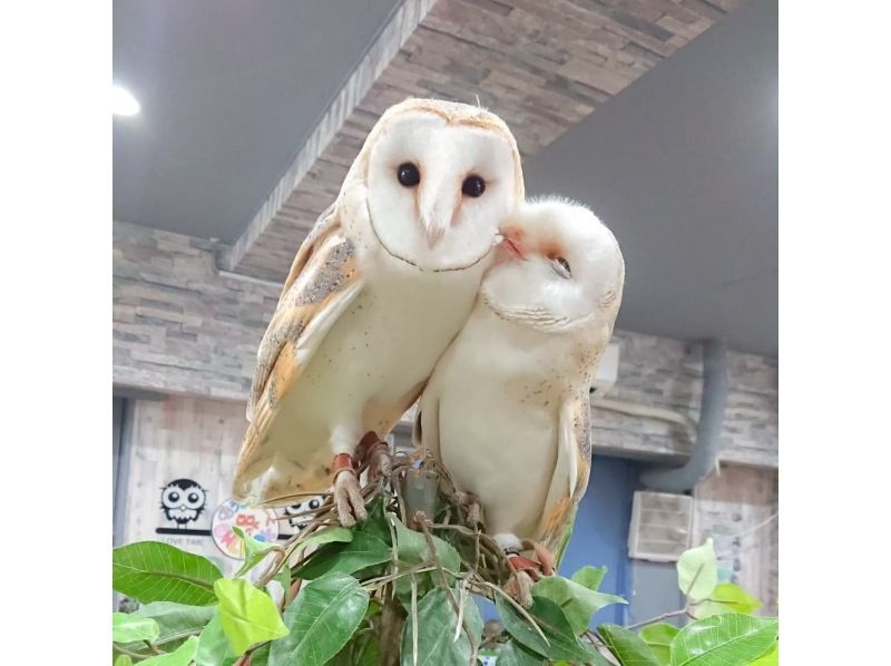 フクロウカフェ 東京・池袋西口】動物ふれあい＆エサやり体験料込み！幸運のフクロウ＆白蛇＆ハリネズミふれあい体験！池袋駅西口徒歩3分 |  アクティビティジャパン