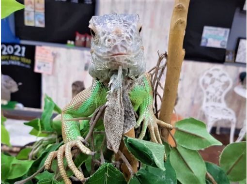 東京 池袋動物ふれあい体験 東京フクロウカフェ ハリネズミとのふれあいをお得に同時体験 土日祝コース 90分 池袋駅西口より徒歩3分 アクティビティジャパン